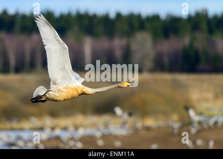 Whooper swan a hornborgasjön Foto Stock