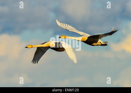 Whooper swan a hornborgasjön Foto Stock