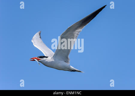 Caspian tern, hydroprogne caspian, California Foto Stock