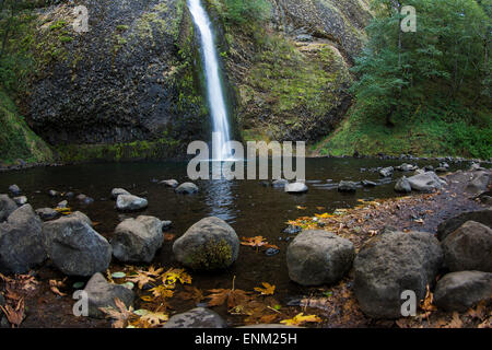 Equiseto cade e mossy la parete del canyon con caduta foglie sul litorale, Columbia Gorge, Oregon. Foto Stock