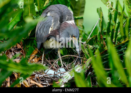 Airone tricolore, wacodahatchee zone umide Foto Stock