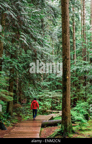 VANCOUVER, British Columbia, Canada. Un uomo in un cappotto rosso e jeans cammina su una passerella di legno circondato da grandi alberi verdi. Foto Stock