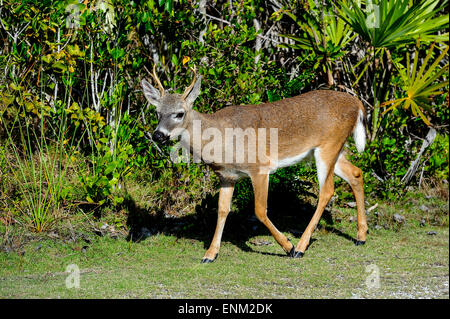 cervi chiave Foto Stock