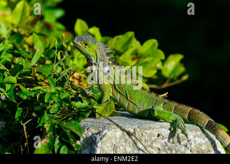 iguana verde Foto Stock