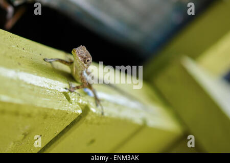 Una piccola lucertola isolato Foto Stock