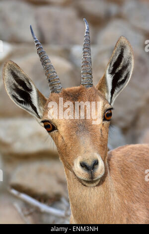 Ibex Nubiano, giovane maschio ritratto Foto Stock