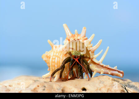 Il granchio eremita a camminare su una roccia Foto Stock