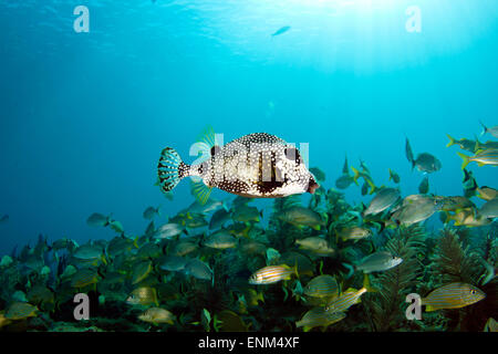 Un trunkfish liscia (Lactophrys triqueter) nuota attraverso una scuola di grugniti in una foresta di coralli molli Foto Stock