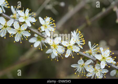 Prunus spinosa - prugnolo o sloe, Blossom. Foto Stock