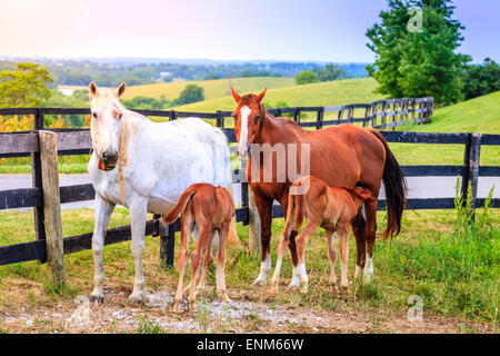 Due manes nutrire i loro piccoli in una fattoria in Central Kentucky Foto Stock