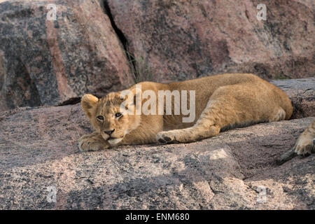 Lion cub in appoggio su una roccia, Serengeti National Park, Tanzania. Foto Stock