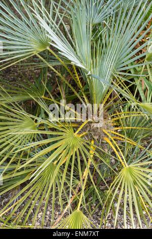 Chamaerops humilis, la ventola del Mediterraneo di Palm Foto Stock