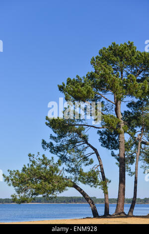 Pino Landes Sul bordo di un lago Foto Stock