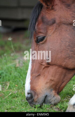 Cavallo mangiare erba Foto Stock