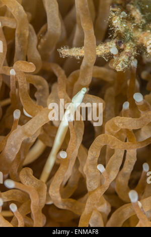 Fungo pipefish corallo nascosto in un fungo coral Foto Stock