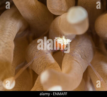 Funghi gamberi di corallo in un soft coral Foto Stock