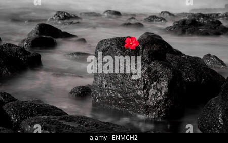 Un rosso fiore di giacinto contrasta con il bianco e nero lunga esposizione di lavaggio onde su una rocciosa spiaggia vulcanica. Foto Stock