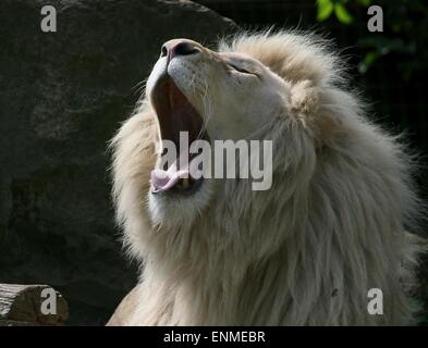 Maschio africano white lion (Panthera leo Krugeri). Close-up mentre sbadigli. Foto Stock