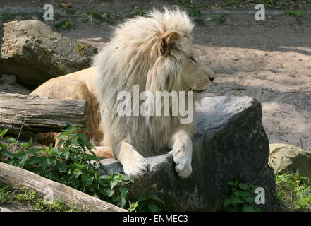 Maschio africano white lion (Panthera leo Krugeri) tenendo è facile a Ouwehands Dierenpark Rhenen Zoo, Paesi Bassi Foto Stock