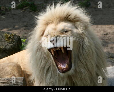 Maschio africano white lion (Panthera leo Krugeri). Close-up mentre ringhiando Foto Stock