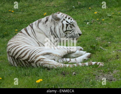 Maschio bianco tigre del Bengala (Panthera tigris tigris) Foto Stock