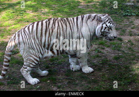 Maschio bianco tigre del Bengala (Panthera tigris tigris) Foto Stock