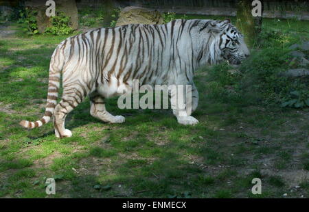 Grande maschio bianco tigre del Bengala (Panthera tigris tigris) visto di profilo Foto Stock