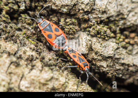 Bug di protezione (Graphosoma Lineatum) coniugata Close Up Foto Stock