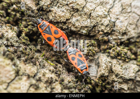 Bug di protezione (Graphosoma Lineatum) coniugata Close Up Foto Stock