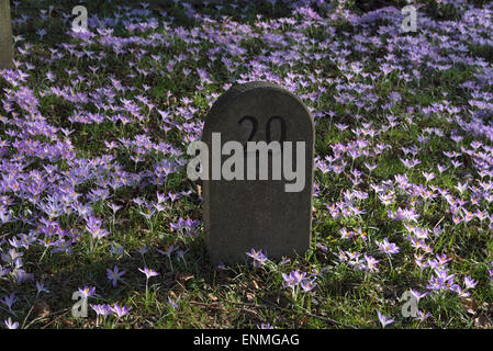 Prato pieno di fioriture di crochi e una pietra di marcatura in primavera Foto Stock