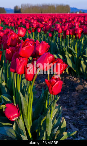 Glow dal tramonto sul rosso campo di tulipani a La Conner, Washington nel mese di aprile 2015. In Skagit Valley, WA, Stati Uniti d'America. Foto Stock