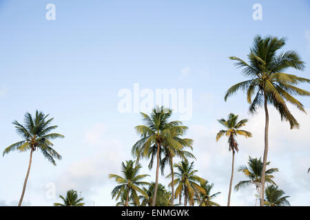 Alberi di Palma contro il cielo blu Foto Stock