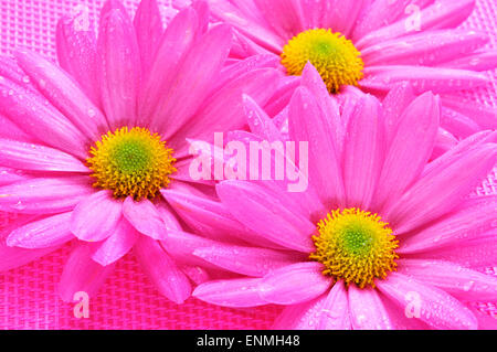 Alcuni rosa crisantemi su uno sfondo rosa Foto Stock