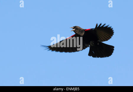 Maschio rosso-winged blackbird (Agelaius phoeniceus) cantando in volo, Galveston, Texas, Stati Uniti d'America. Foto Stock