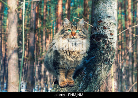 Gatto Siberiano seduto su una betulla nella foresta Foto Stock