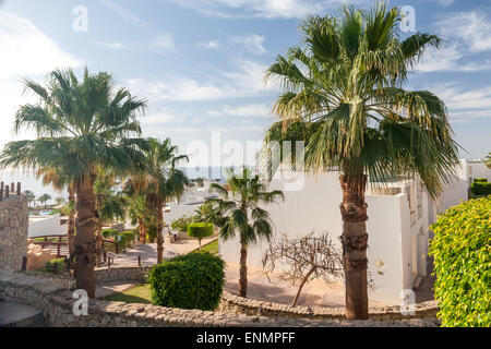 Vicolo di Palm sulla tropicale spiaggia egiziano Foto Stock