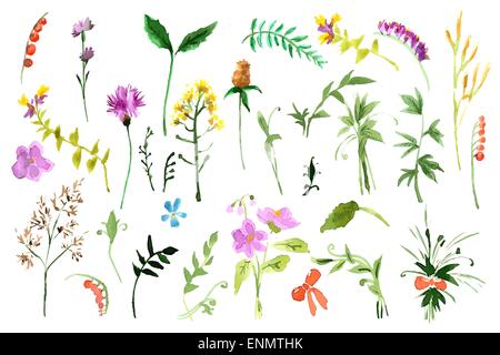 Fiori Selvatici raccolta. Le illustrazioni ad acquerello Illustrazione Vettoriale