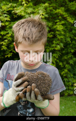 Nove giovani-anno-vecchio ragazzo tenendo un Riccio, Erinaceus europaeus, che si trovano nel giardino. Sussex, Regno Unito. Maggio. Foto Stock