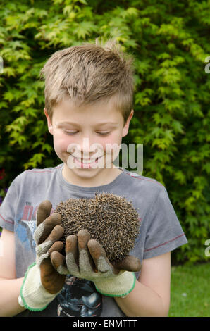 Nove giovani-anno-vecchio ragazzo tenendo un Riccio, Erinaceus europaeus, che si trovano nel giardino. Sussex, Regno Unito. Maggio. Foto Stock