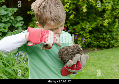 Nove giovani-anno-vecchio ragazzo tenendo un Riccio, Erinaceus europaeus, che si trovano nel giardino. Sussex, Regno Unito. Maggio. Foto Stock