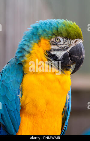 Blu e Giallo Macaw closeup Foto Stock
