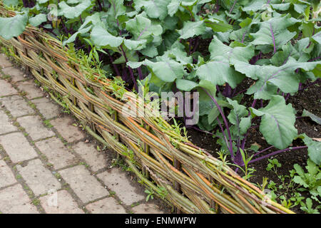 Green Willow intessuta per miniatura fance pannelli attorno le verdure nel Potager e giardino cottage a RHS Rosemoor, Devon Foto Stock