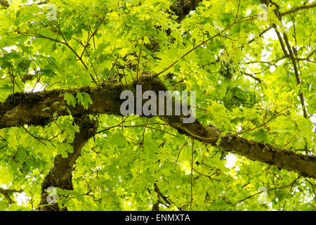 Colore verde brillante nuove foglie su un albero di pioppi neri americani in primavera Foto Stock