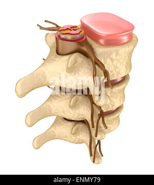 Colonna vertebrale umana nei dettagli Foto Stock