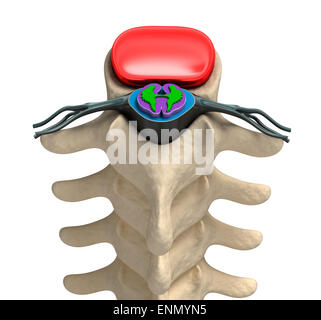 Colonna vertebrale umana nei dettagli: Vertebra, midollo osseo, disco e nervi. Foto Stock