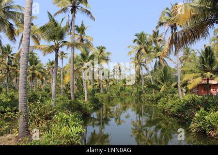Le palme si riflette nelle acque di una tranquilla laguna Foto Stock