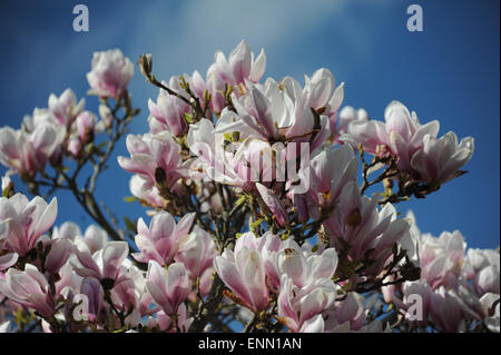 Petali di fiori su un albero di magnolia in piena fioritura. Foto Stock