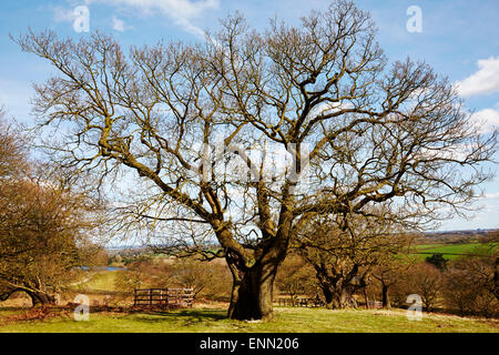 Vecchia Quercia, Glenfield Lodge Park, Leicestershire Foto Stock