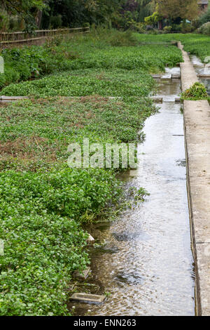 Regno Unito, Inghilterra, Ewelme. Il crescione letti e Ewelme Brook. Foto Stock