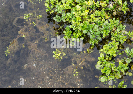 Regno Unito, Inghilterra, Ewelme. Il crescione letti e Ewelme Brook. Foto Stock